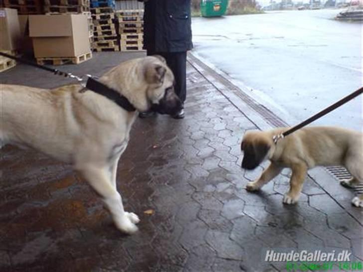 Kangal Macho - Pacha og Macho billede 4