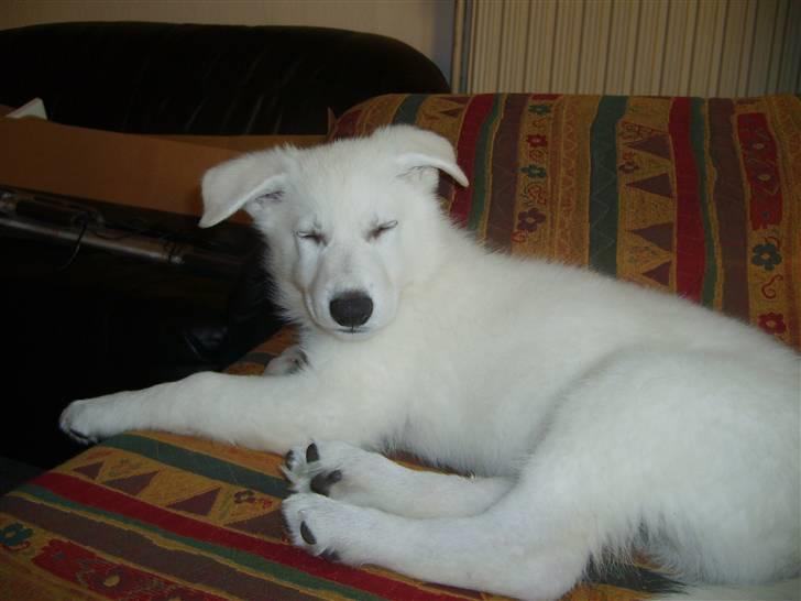 Hvid schæfer Alpha [SOLGT] billede 1