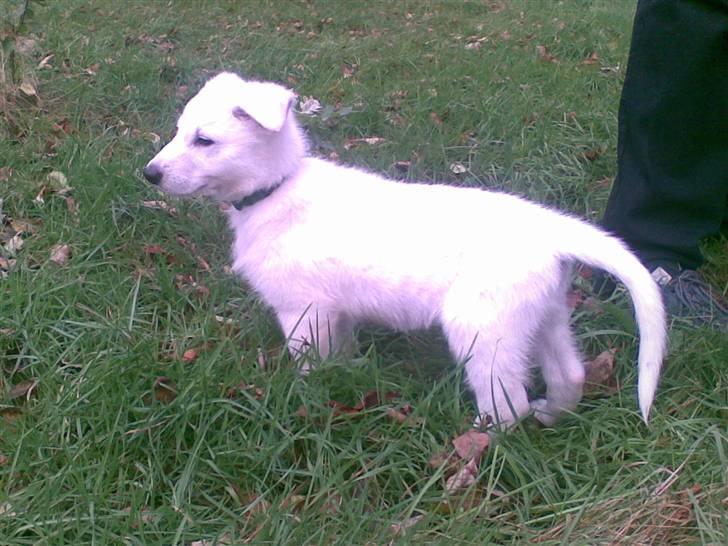 Hvid schæfer Alpha [SOLGT] billede 2