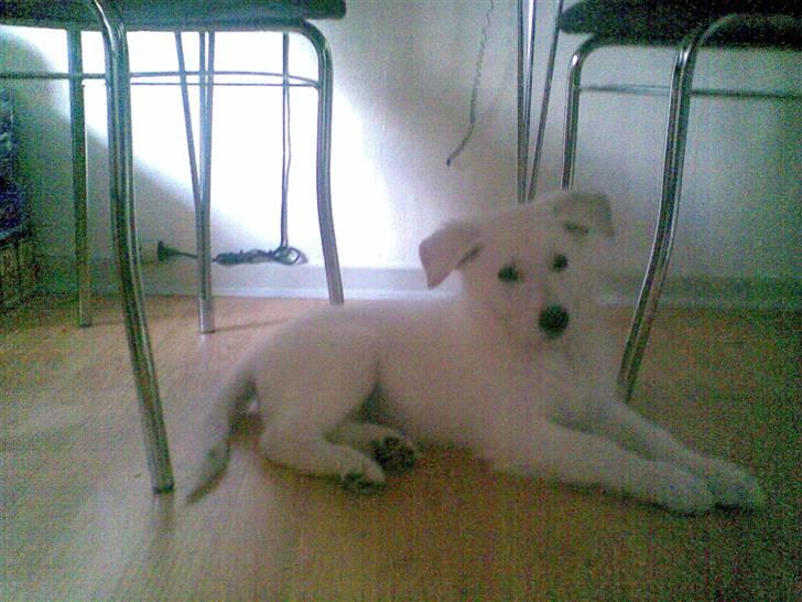 Hvid schæfer Alpha [SOLGT] billede 3