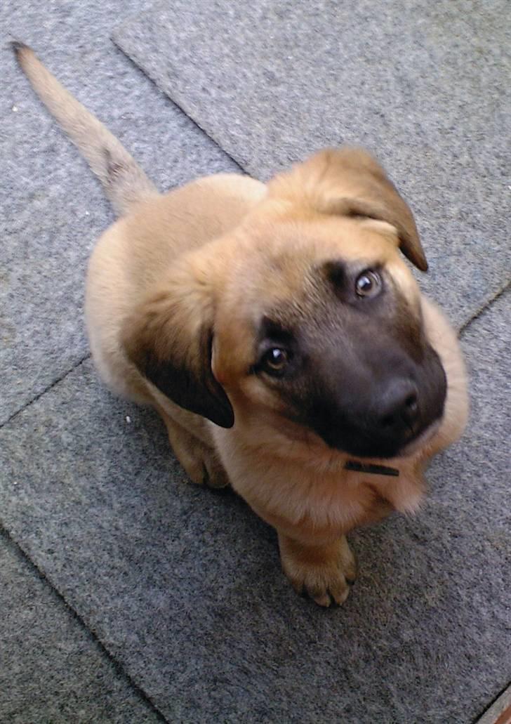 Kangal Macho - Macho 10 uger billede 5