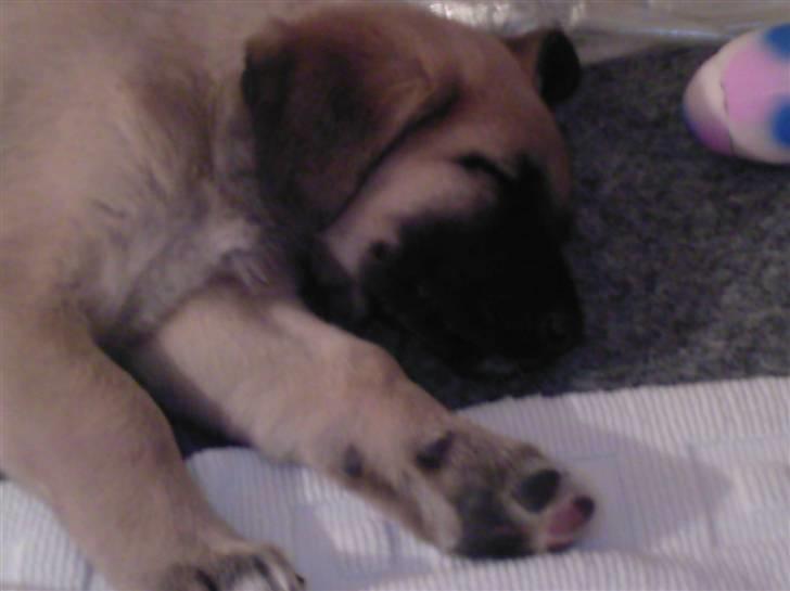 Kangal Macho billede 6