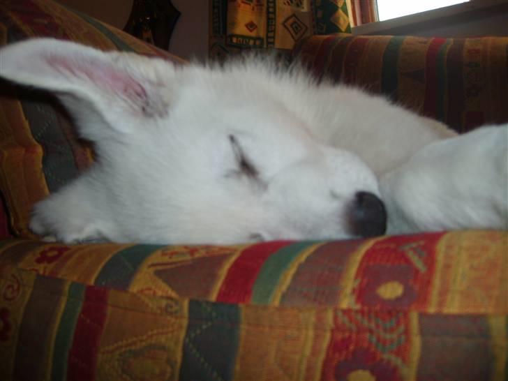 Hvid schæfer Alpha [SOLGT] billede 5