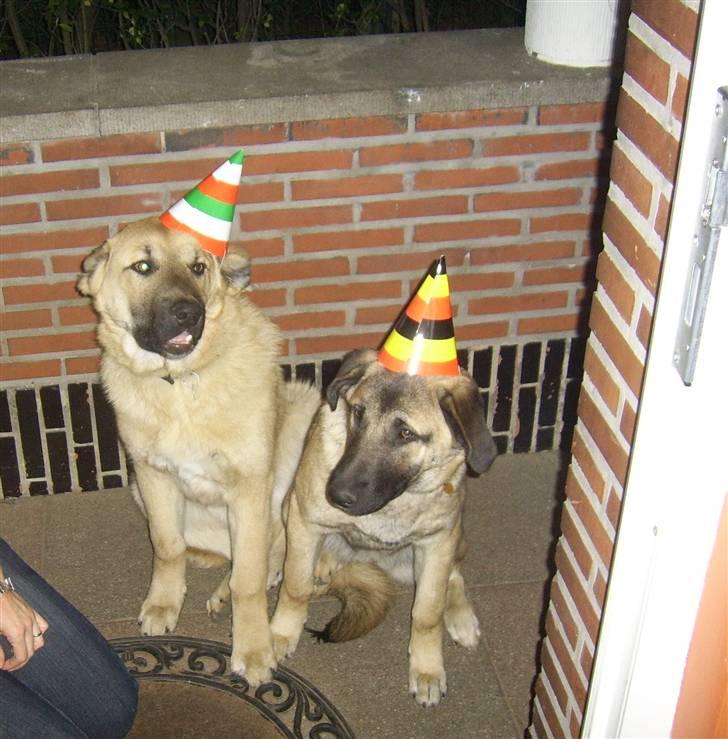 Kangal Macho - Macho´s far og mor :D billede 7