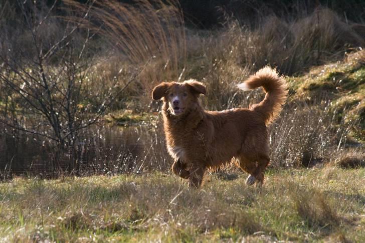 Nova scotia duck tolling retriever Diesel billede 14