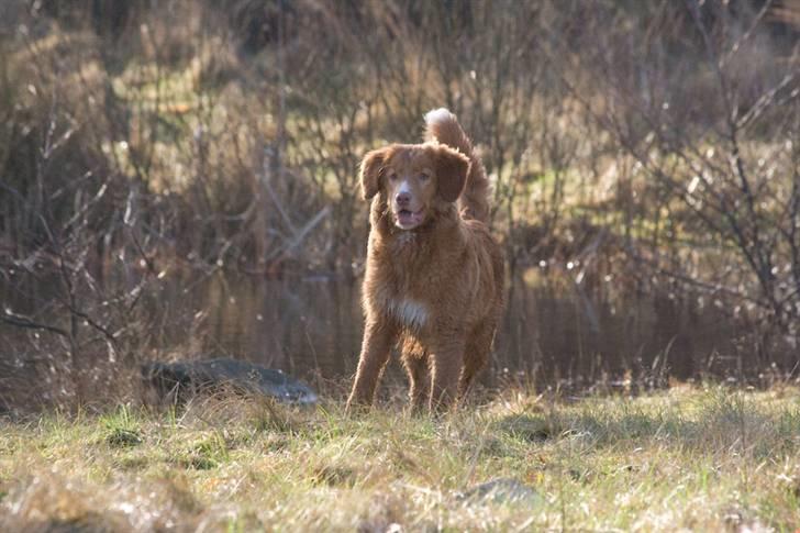 Nova scotia duck tolling retriever Diesel billede 15