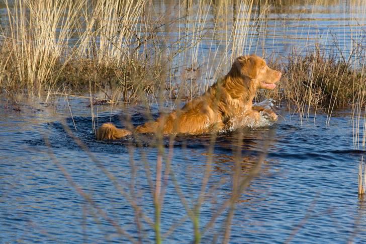 Nova scotia duck tolling retriever Gizmo billede 16