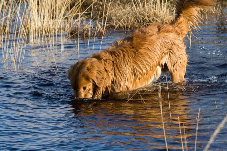 Nova scotia duck tolling retriever Gizmo billede 17