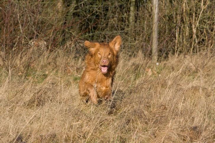 Nova scotia duck tolling retriever Gizmo billede 18