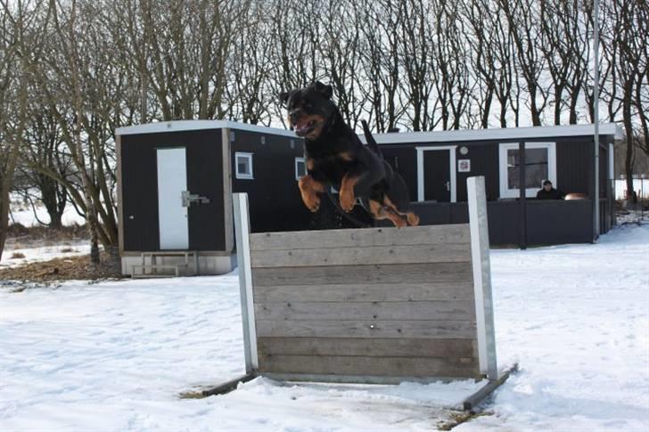 Rottweiler Heitah's Miro billede 6