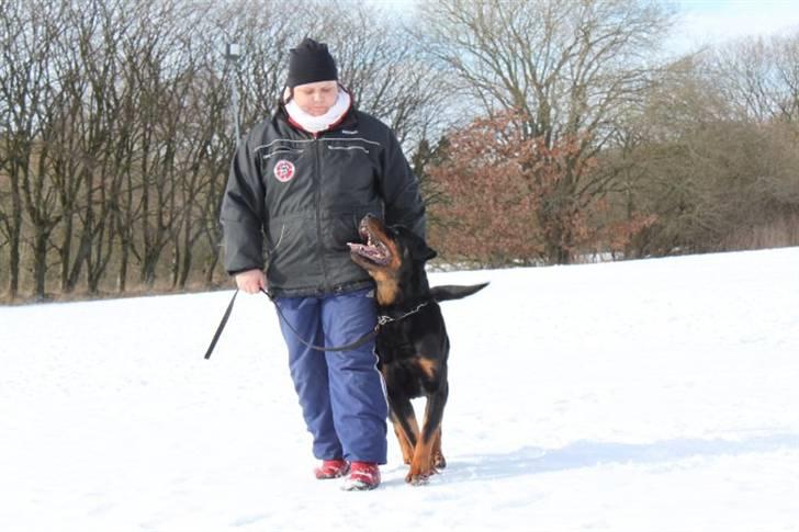 Rottweiler Heitah's Miro billede 7