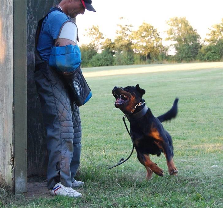 Rottweiler Heitah's Miro - Gruppe C arbejde - det elsker han !!!!  billede 8