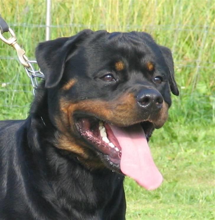Rottweiler Heitah's Miro billede 9