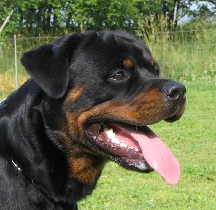 Rottweiler Heitah's Miro billede 10
