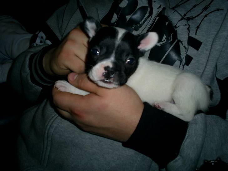 Fransk bulldog Bandi billede 6