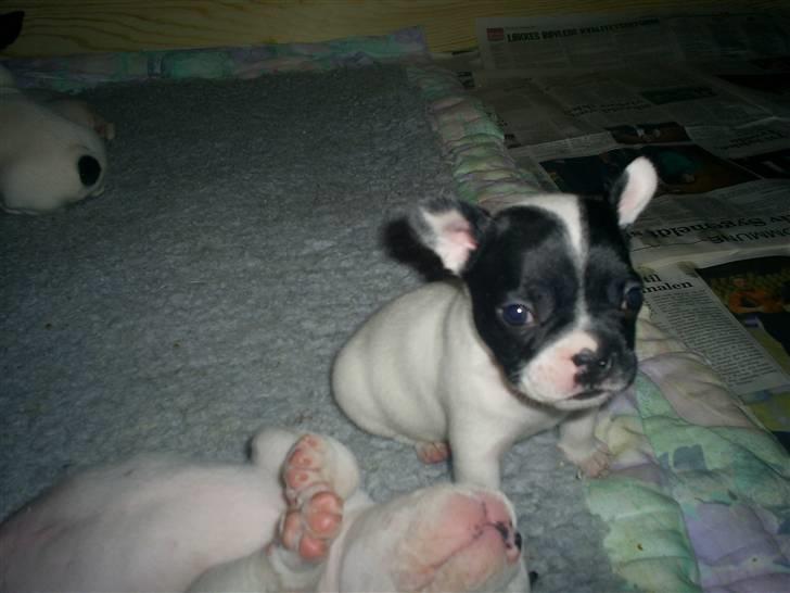 Fransk bulldog Bandi billede 7