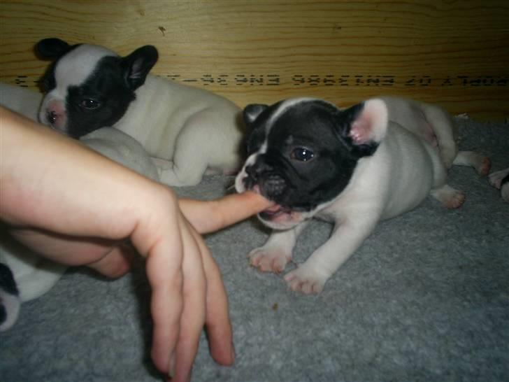 Fransk bulldog Bandi billede 8