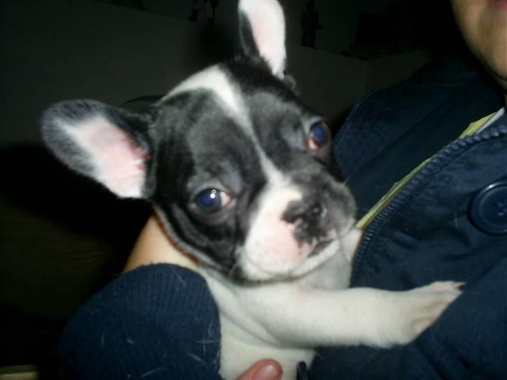 Fransk bulldog Bandi billede 9
