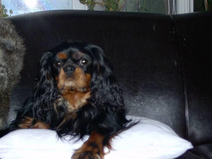 Cavalier king charles spaniel Walther - Walther på sin yndlingsplads - sofaen... billede 1