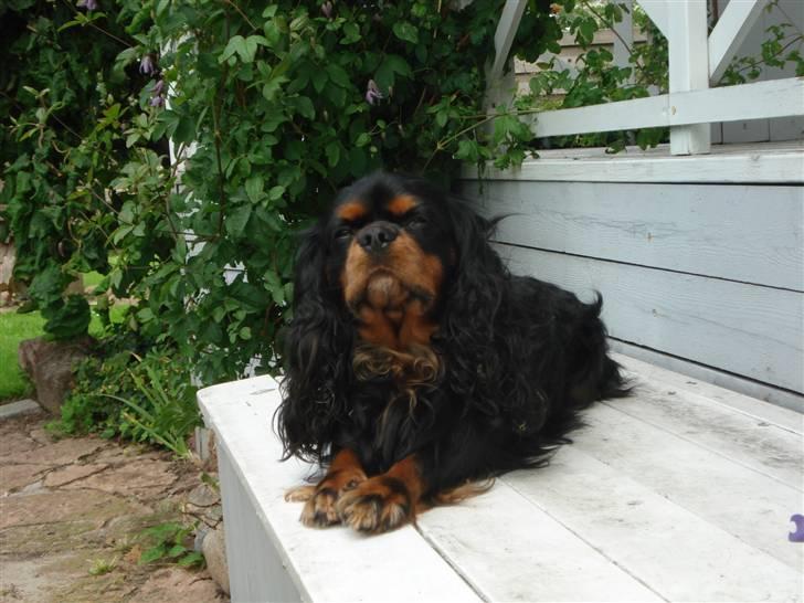 Cavalier king charles spaniel Walther - Man bliver altså træt af at få taget så mange billeder..... billede 2
