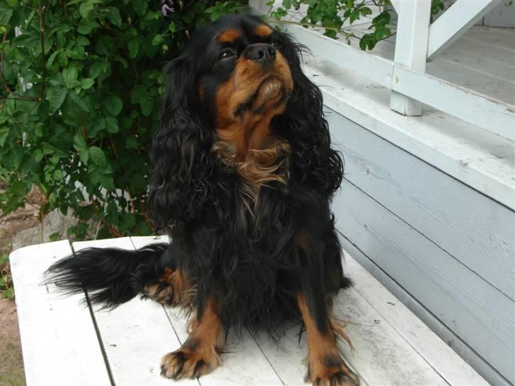 Cavalier king charles spaniel Walther - hvad siger du madmor - er jeg flot nok sådan her - vuf vuf billede 3