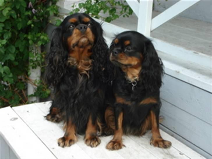 Cavalier king charles spaniel Walther - Så lad gå da - Hneta kan godt lige få love til at komme med på en enkelt billede - Grrrr billede 4