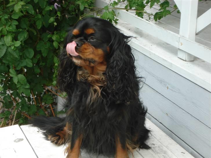 Cavalier king charles spaniel Walther - Hvor længe skal jeg sidde her - kommer der ikke snart en godbid billede 5