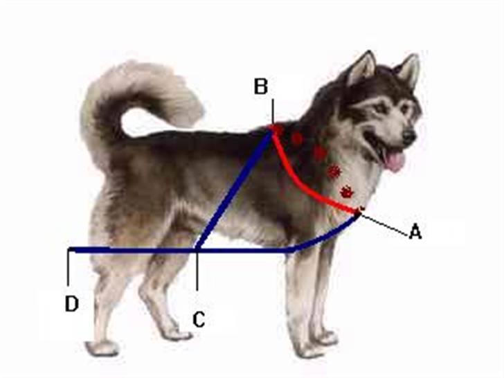 Amerikansk bulldog Nemo -  De mål  der skal tages er  Fra A-B og A-C og A- D billede 13