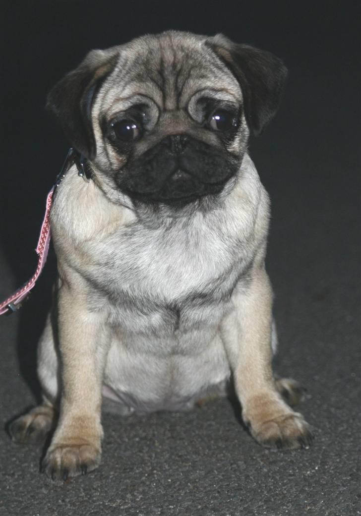 Mops ¤ Kisci Audrey Hepburn ¤ - 19 jan. 08 billede 11