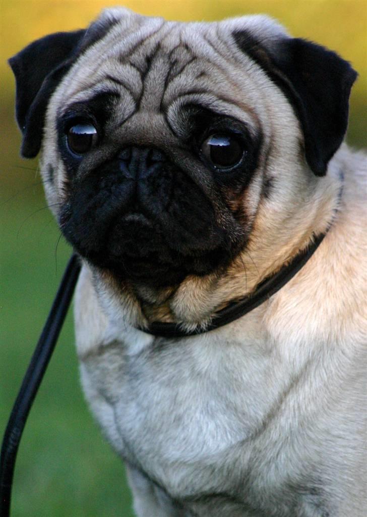 Mops ¤ Kisci Audrey Hepburn ¤ - 21/11 - 08 billede 12