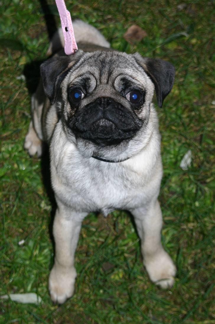 Mops ¤ Kisci Audrey Hepburn ¤ - Kom bare an......... så ta´ jeg dig.... Grrrrrrrrr. billede 13