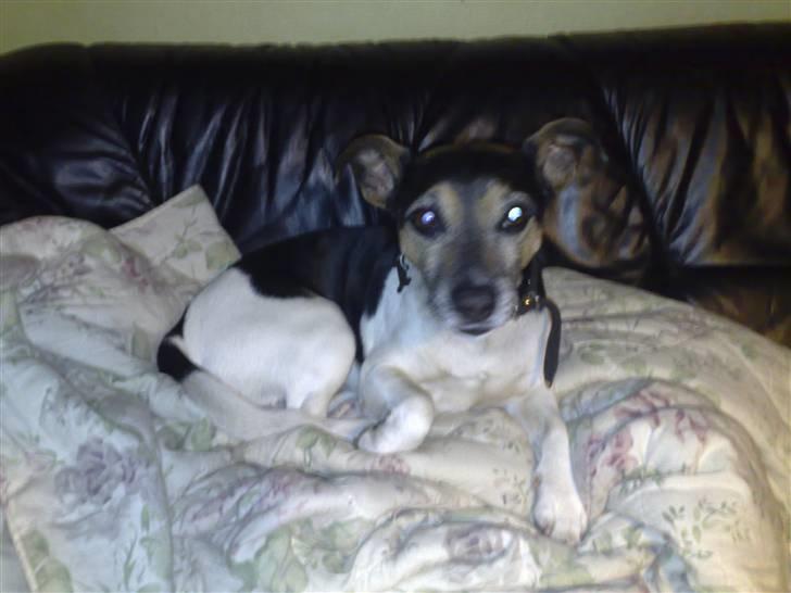 Jack russell terrier Jonas - endnu et billede, nå så lad da gå billede 1