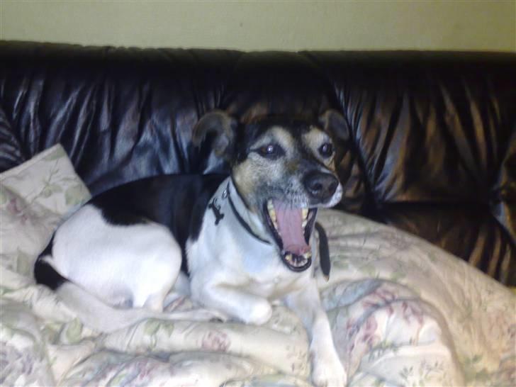 Jack russell terrier Jonas - ej hvor er jeg træt billede 2