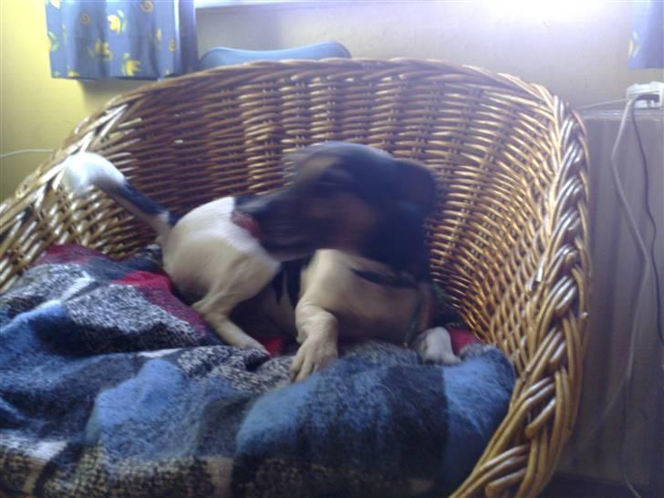 Jack russell terrier Jonas - min krav gider ikke de billeder billede 3