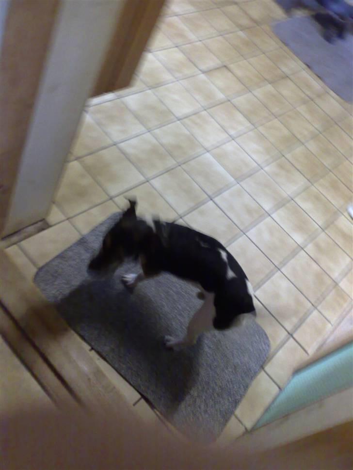 Jack russell terrier Jonas billede 4