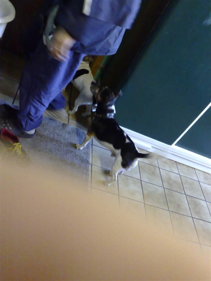 Jack russell terrier Jonas - ud og grave billede 5