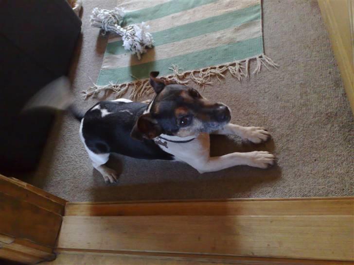 Jack russell terrier Jonas - Billeder nu igen billede 6