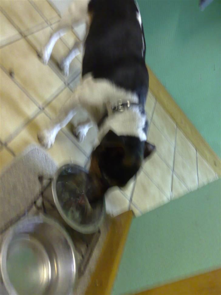 Jack russell terrier Jonas - tørsig billede 7