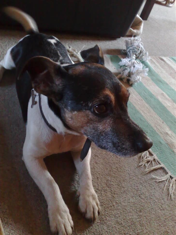 Jack russell terrier Jonas - hvad vil hun nu af mig  billede 8