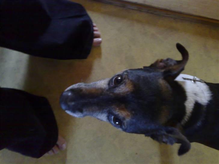 Jack russell terrier Jonas - gir du ik en god bid :) billede 9