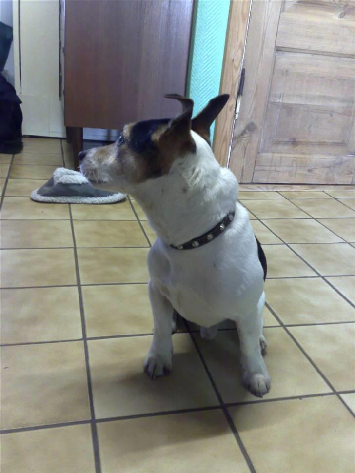 Blanding af racer Arco billede 6