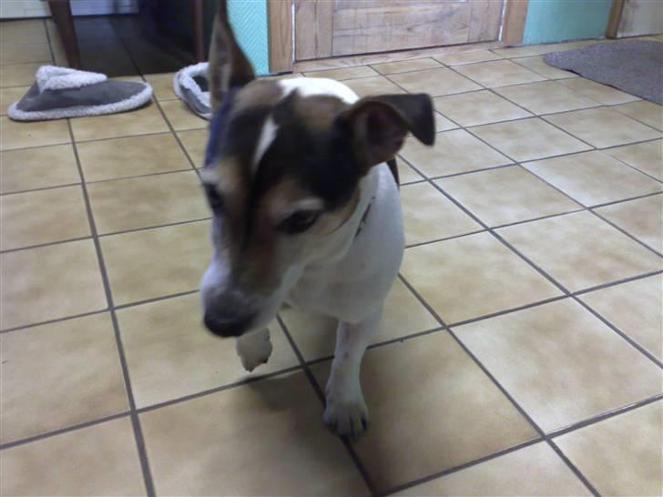 Blanding af racer Arco billede 7