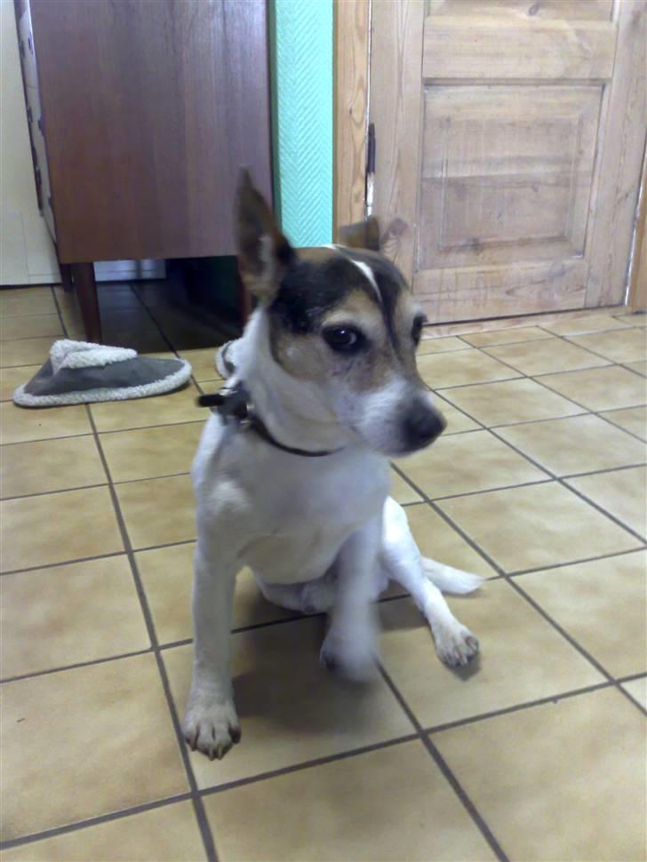 Blanding af racer Arco billede 8