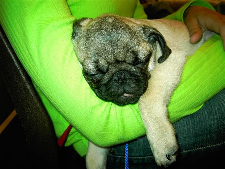 Mops Otte - se mig :) det er hårdt at være i ringen og gå :) billede 1