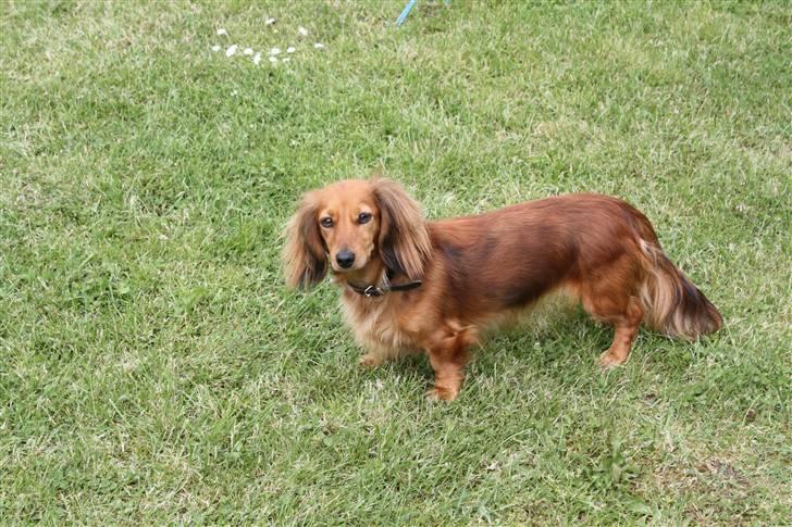 Dværggravhund Lucia *Min mors*RIP - Her er vores lille guldklump:) 2010 billede 12