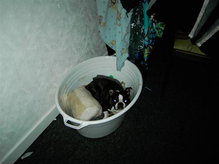 Boston terrier Roxy. R.I.P den 21/10-2011 - ROXY ER EN TÆVE og IKKE EN HAN TAK :) billede 1