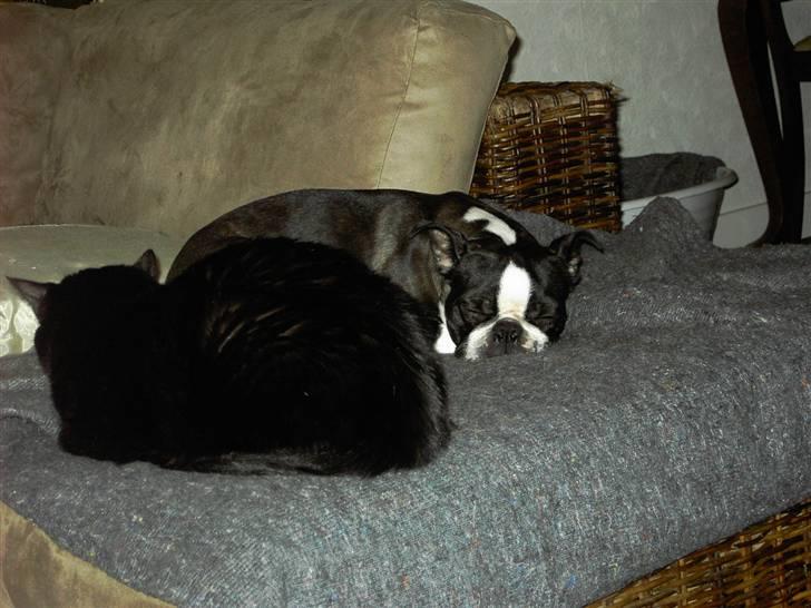 Boston terrier Roxy. R.I.P den 21/10-2011 billede 2