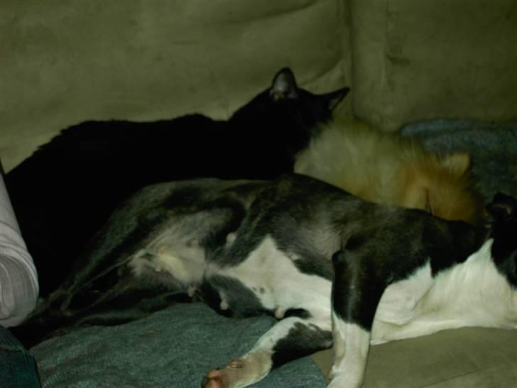 Boston terrier Roxy. R.I.P den 21/10-2011 billede 3