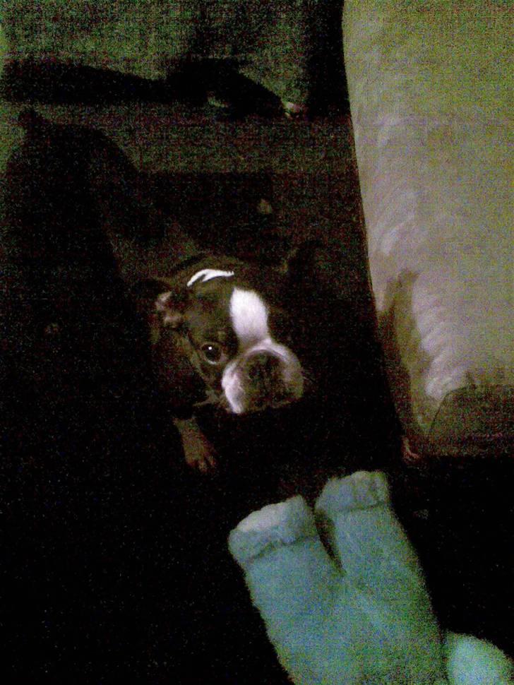 Boston terrier Roxy. R.I.P den 21/10-2011 billede 4
