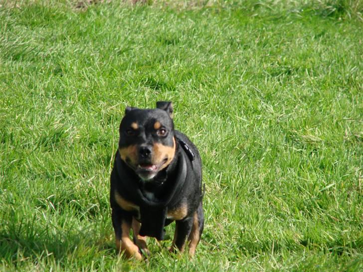 Staffordshire bull terrier Bacon - Running for the wind - Okt. 2007 billede 13